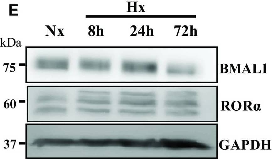 Western Blot: ROR alpha/NR1F1 Antibody [NBP1-52813] - Expression analysis of BMAL1 & other related factors in NP cellsA. Immunohistochemical localization of BMAL1 in rat intervertebral disc. Sagittal sections of the mature rat intervertebral disc, immunostained with BMAL1 antibody, showed prominent nuclear expression in NP tissue. B. Western blot analysis of BMAL1 & ROR alpha  expression in NP tissues isolated from three rats showed positive expression for both the proteins. C. qRT-PCR analysis of BMAL-1 & ROR alpha  mRNA expression from NP & AF tissues from rat discs (n=3 animals/group) D. qRT-PCR analysis of BMAL1, ROR alpha , ARNT, ARNT2, ARNTL2 & CLOCK expression in rat NP cells cultured under hypoxia (1% O2). None of the genes showed significant increase in hypoxia. E. Western blot analysis of BMAL1 & ROR alpha  in NP cells cultured under hypoxia. F., G. Densitometric analysis of multiple blots shown in (E) above. No significant differences were seen between normoxic & hypoxic levels of BMAL1 & ROR alpha . Data is represented as mean ± SE, n=3, p<0.05. Image collected & cropped by CiteAb from the following publication (//pubmed.ncbi.nlm.nih.gov/27049729), licensed under a CC-BY license. Not internally tested by Novus Biologicals.