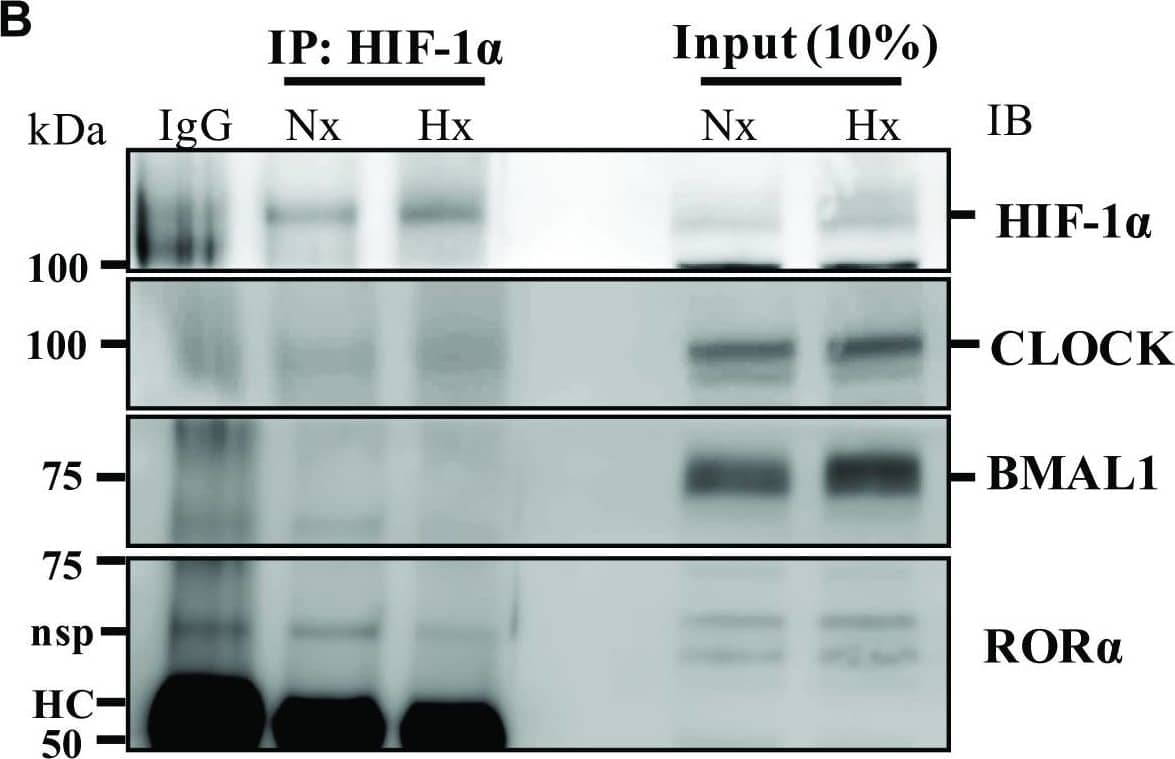 Western Blot: ROR alpha/NR1F1 Antibody [NBP1-52813] - BMAL1 & ROR alpha  do not bind to HIF-1 alpha  in NP cellsA. Immunoprecipitation (IP) of BMAL1 & CLOCK from NP cells cultured under normoxia or hypoxia for 24 h followed by Western blot analysis using anti-HIF-1 alpha , anti-BMAL1 & anti-CLOCK antibodies. BMAL1 bound to CLOCK, but neither BMAL1 nor CLOCK bound to HIF-1 alpha  irrespective of oxygen tension. Preimmune rabbit IgG was used as a negative control for IP assays. B. Pulldown of HIF-1 alpha  did not show co-precipitation of BMAL1, CLOCK, or ROR alpha . HC: heavy chain of IgG, nsp: non-specific (C) Pulldown of HIF-1 alpha  showed co- precipitation of HIF-1 beta /ARNT, association was higher under hypoxia. D., E. Treatment of NP cells with ROR alpha  inhibitor, ML-176 (10 μM), showed no effect on nuclear levels of HIF-1 alpha . Densitometric analysis shown in (E) was performed on blots from 3 independent experiments, Data is represented as mean ± SE, * p < 0.05. Image collected & cropped by CiteAb from the following publication (//pubmed.ncbi.nlm.nih.gov/27049729), licensed under a CC-BY license. Not internally tested by Novus Biologicals.