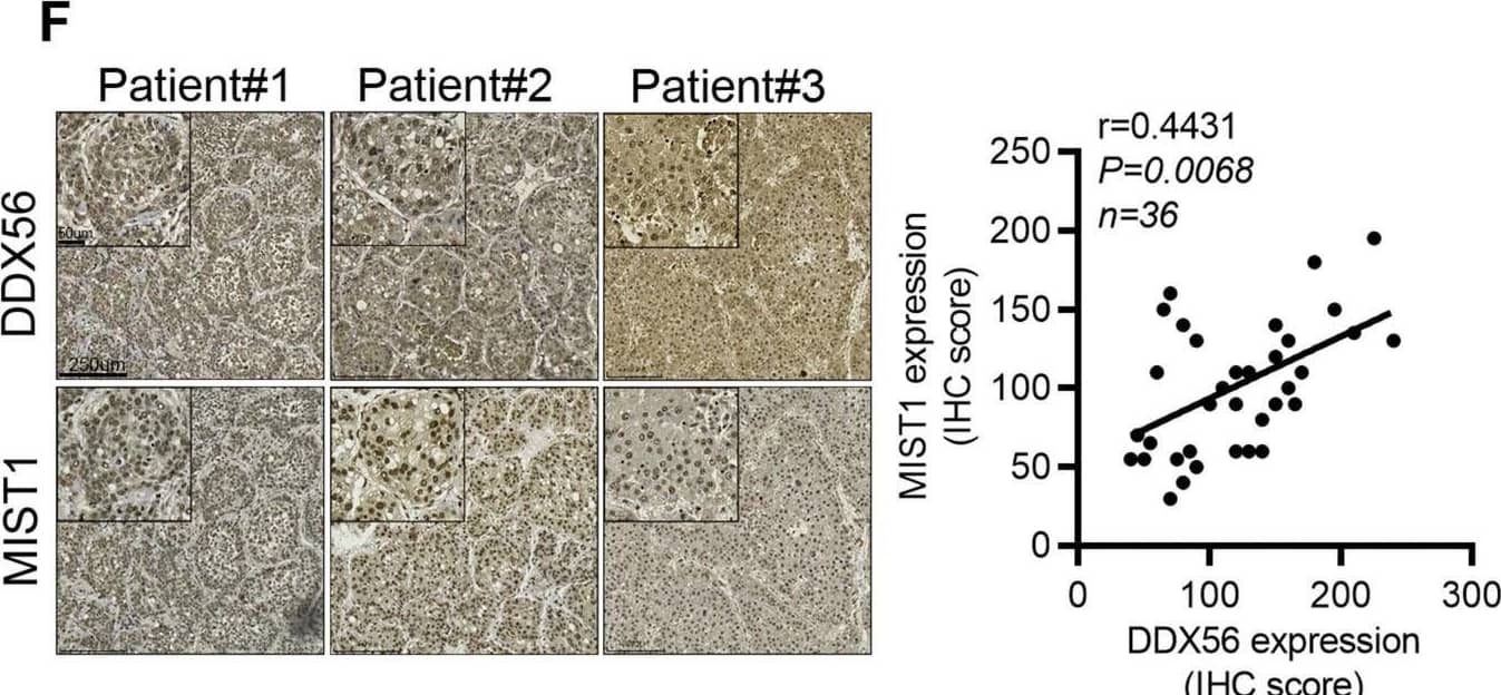 Immunohistochemistry MIST1 Antibody (6E8/A12/C11P1)