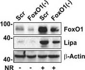 Western Blot: Lipase A Antibody - BSA Free [NBP1-54155] - FoxO1-mediated lysosomal acid lipase (Lipa) induction in NR & Metf-treated 3T3-L1 adipocytes. (a) WB of FoxO1, ATGL & Lipa in total protein extracts from 3T3-L1 adipocytes at different times of NR. (b) RT-qPCR analysis of relative Lipa & ATGL mRNA levels in 3T3-L1 after 4 h from NR. Dashed line indicates mRNA value of controls. (c) After 4 h from NR, 3T3-L1 adipocytes refed w/ complete cell culture medium (CM) up to 8 h. Total protein extracts used for WB analysis of FoxO1 & Lipa. (d) WB of FoxO1 in total & nuclear protein extracts from 3T3-L1 adipocytes at different times of NR. (e) ChIP assay carried out on crosslinked nuclei from 3T3-L1 adipocytes subjected to NR for 4 h & Metf for 16 h by using FoxO1 antibody followed by qPCR analysis of FoxO1RE on Lipa promoter (−51 bp). Dashed line indicates IgG value. (f & g) 3T3-L1 adipocytes transfected w/ siRNA against FoxO1 (FoxO1(−)) or w/ a scramble siRNA (Scr). WB of FoxO1 & Lipa (f) & RT-qPCR analysis of relative Lipa mRNA level (g) performed in 3T3-L1 adipocytes 4 h after NR. (h) WB of FoxO1 & Lipa in 3T3-L1 adipocytes at different times of 5 mM Metformin (Metf) treatment. (i) Confocal analysis of FoxO1 localization in 3T3-L1 adipocytes treated w/ 5 mM Metf for 16 h. Nuclei stained w/ Hoechst 33342. Colocalization plugin (ImageJ Software) used to identify FoxO1-Hoechst colocalization (white spots). (j) RT-qPCR analysis of relative Lipa mRNA level performed in 3T3-L1 adipocytes treated w/ Metf for 16 h. (k) 3T3-L1 adipocytes transfected w/ siRNA against FoxO1 (FoxO1(−)) or w/ a scramble siRNA (Scr). WB of FoxO1 & Lipa performed in 3T3-L1 adipocytes treated w/ 5 mM Metf for 24 h. All values given as mean±S.D. (n=4). *P<0.05, **P<0.01 versus controls. °P<0.05 versus NR Image collected & cropped by CiteAb from the following publication (//pubmed.ncbi.nlm.nih.gov/24136225), licensed under a CC-BY license. Not internally tested by Novus Biologicals.