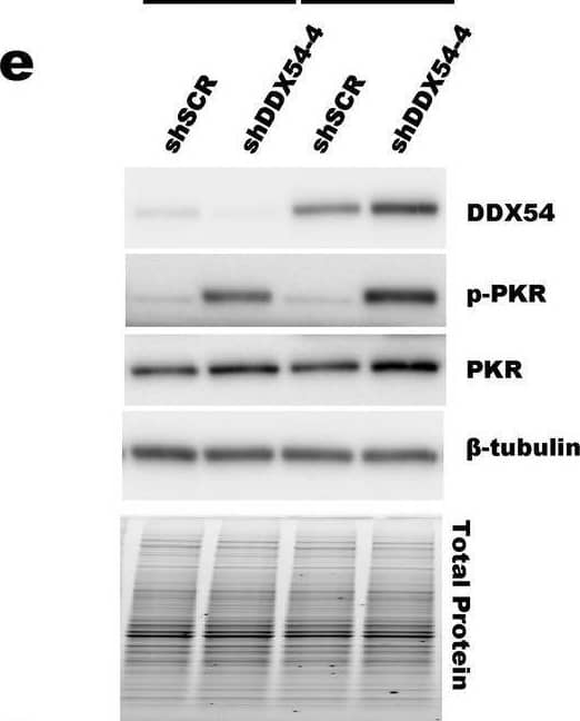Western Blot DDX54 Antibody - BSA Free