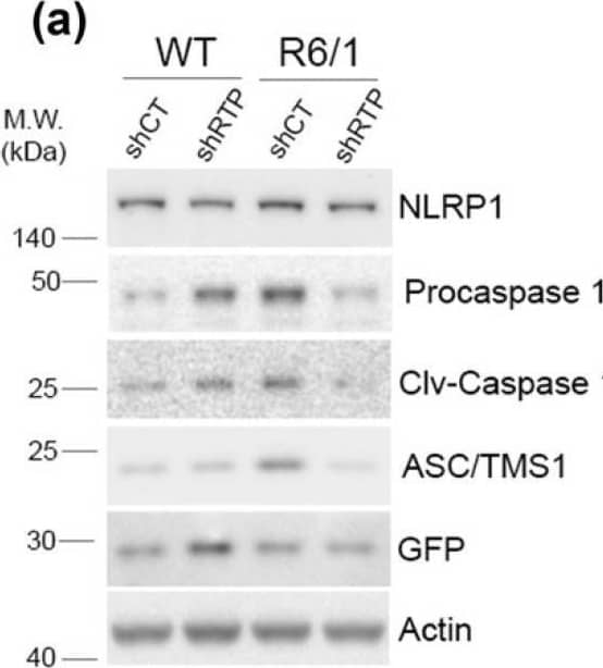 Western Blot NLRP1/NALP1 Antibody - BSA Free