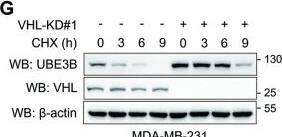 VHL decreases UBE3B protein levels in breast cancer cells.A Protein levels of endogenous UBE3B were assessed in MDA-MB-231 and T47D cells stably expressing either wild-type (WT) or catalytically inactive (Y112H) Flag-VHL. B Protein levels of endogenous UBE3B in control or VHL-knockdown (VHL-KD) MDA-MB-231 and T47D cells. C–F The half-life of UBE3B protein in MDA-MB-231 (C, D) or T47D (E, F) cells expressing Flag-VHL. Cells were treated with 10 μg/mL CHX for the indicated time (mean +/- SD, n = 3). ****P < 0.0001, by 2-way ANOVA Tukey’s multiple comparisons test. G–J The half-life of UBE3B protein was analyzed in scrambled shRNA (SC) or VHL-KD MDA-MB-231 (G, H) or T47D (I, J) cells. Cells were treated with 10 μg/mL CHX for the indicated time (mean +/- SD, n = 3). ****P < 0.0001, by 2-way ANOVA Tukey’s multiple comparisons test. K, L UBE3B protein levels in Flag-VHL-expressing MDA-MB-231 (K) and T47D (L) cells with or without MG132 treatment. EV, empty vector. Image collected and cropped by CiteAb from the following open publication (//pubmed.ncbi.nlm.nih.gov/38914543), licensed under a CC-BY license. Not internally tested by Novus Biologicals.