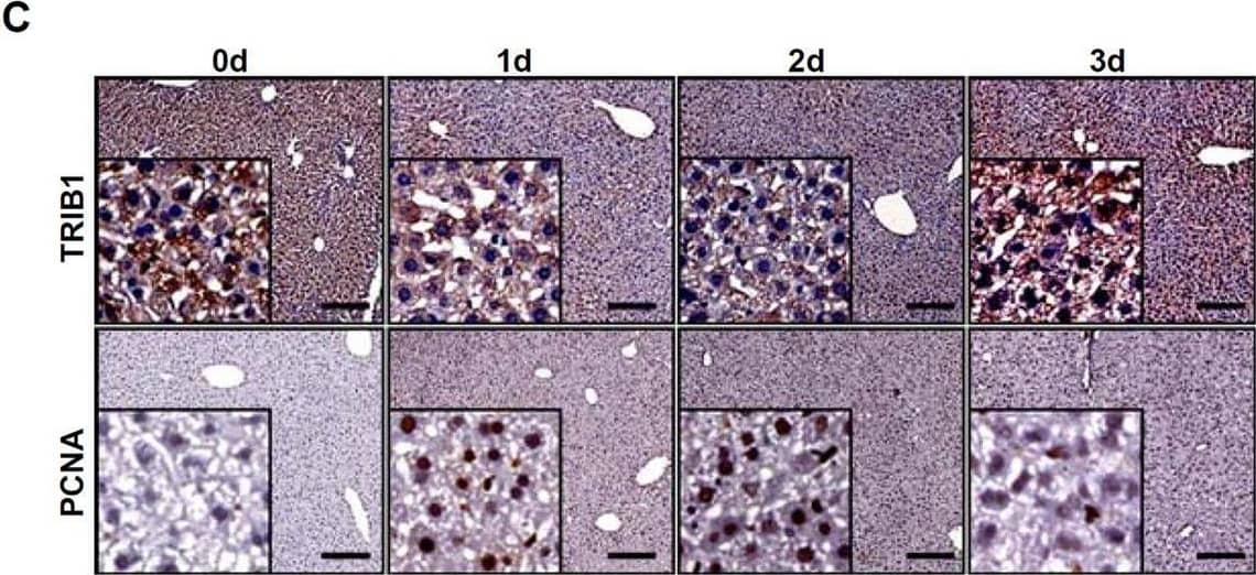 Trib1 expression was downregulated during the early phase of liver regeneration.A–C C57B6/L mice were subjected to partial hepatectomy (2/3 PHx) and sacrificed at indicated time points. Trib1 expression was examined by qPCR, western blotting, and immunohistochemical staining. N = 5 mice for each group. D–F C57B6/L mice were injected with acetaminophen (APAP, 300 mg/kg) and sacrificed at indicated time points. Trib1 expression was examined by qPCR, western blotting, and immunohistochemical staining. N = 5 mice for each group. G, H Primary murine hepatocytes were treated with HGF and harvested at indicated time points. Trib1 expression was examined by qPCR and western blotting. N = 3 biological replicates. Data are expressed as mean +/- S.D. *p < 0.05, one-way ANOVA with post-hoc Scheff´e. Image collected and cropped by CiteAb from the following open publication (//pubmed.ncbi.nlm.nih.gov/37355685), licensed under a CC-BY license. Not internally tested by Novus Biologicals.