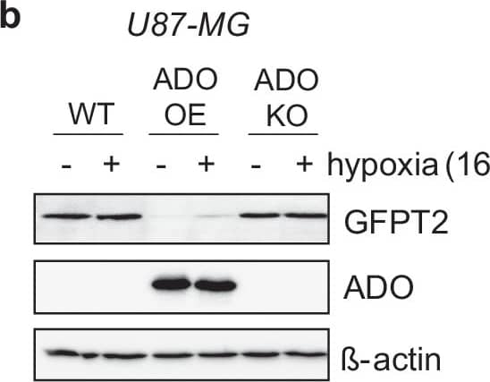 Western Blot GFPT2 Antibody - BSA Free