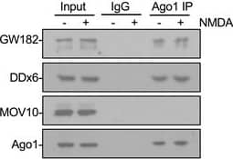 Western Blot: GW182 Antibody [NBP1-57134] - Endogenous Ago1‐GW182 & Ago1‐DDX6 interactions are unaffected by NMDAR stimulation (related to Fig 1)Cortical neuronal cultures were exposed to NMDA or vehicle for 3 min; lysates were prepared 10 min after NMDA washout & immunoprecipitated with Ago1 antibodies. Proteins were detected by Western blotting. Graph shows quantification of Ago1‐GW182 interaction, normalised to vehicle control; n = 5; t‐test.Source data are available online for this figure. Image collected & cropped by CiteAb from the following publication (//pubmed.ncbi.nlm.nih.gov/29712715), licensed under a CC-BY license. Not internally tested by Novus Biologicals.