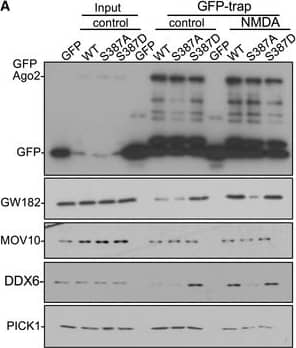 Western Blot: GW182 Antibody [NBP1-57134] - NMDA‐induced increase in interaction with GW182 is caused by Ago2 phosphorylation at S387Ago2 S387A mutation blocks, & S387D mutation occludes NMDA‐induced increases in GW182 & DDX6 interactions. Cortical neurons were transfected with molecular replacement constructs expressing Ago2 shRNA plus shRNA‐resistant GFP‐Ago2 (WT, S387A or S387D). Lysates were prepared 10 min after NMDA washout, & GFP‐Ago2 complexes were precipitated using GFP‐trap beads. Bound proteins were detected by Western blotting using GFP, GW182, MOV10, DDX6 or PICK1 antibodies as shown. Graphs show quantification of GFP‐Ago2 interactions, normalised to untreated WT condition; n = 5. *P < 0.05, **P < 0.01; two‐way ANOVA, Bonferroni post hoc test. Mean ± SEM.Ago2 S387A mutation blocks, & S387D mutation occludes NMDA‐induced increase in GW182 co‐localisation in neuronal dendrites. Cortical neurons were transfected with molecular replacement constructs expressing Ago2 shRNA plus shRNA‐resistant GFP‐Ago2 (WT, S387A or S387D), fixed 10 min after NMDA washout, permeabilised & stained with GW182 & GFP antibodies. Graph shows Pearson's co‐localisation coefficients; n = 4 independent experiments (11 cells per condition). *P < 0.05, **P < 0.01; two‐way ANOVA, Bonferroni post hoc test. Scale bar = 10 μm. Mean ± SEM.Source data are available online for this figure. Image collected & cropped by CiteAb from the following publication (//pubmed.ncbi.nlm.nih.gov/29712715), licensed under a CC-BY license. Not internally tested by Novus Biologicals.