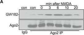 Western Blot: GW182 Antibody [NBP1-57134] - Transient increase in GW182‐Ago2 interaction & S387 phosphorylation in response to NMDAR stimulationTransient increase in Ago2‐GW182 interaction. Cortical neuronal cultures were exposed to NMDA or vehicle for 3 min, & lysates were prepared 0, 3, 6, 10, 20 min after NMDA washout & immunoprecipitated with Ago2 antibodies or control IgG. Proteins were detected by Western blotting. The inputs are shown in (B). Graph shows quantification of Ago2‐GW182 interaction, normalised to vehicle control; n = 4. **P < 0.01, ***P < 0.001; one‐way ANOVA, Bonferroni post hoc test. Mean ± SEM.Transient increase in S387 phosphorylation & Akt activation. The same lysates from (A) (1% of input) were analysed by Western blotting using antibodies against pS387 Ago2, Ago2, pS473 Akt, Akt, GW182 & GAPDH as a loading control. Graphs show quantification of pS387 Ago2 levels normalised to total Ago2 (top) & pS473 Akt normalised to total Akt (bottom); n = 4. *P < 0.05; two‐way ANOVA, Bonferroni post hoc test. Mean ± SEM.Source data are available online for this figure. Image collected & cropped by CiteAb from the following publication (//pubmed.ncbi.nlm.nih.gov/29712715), licensed under a CC-BY license. Not internally tested by Novus Biologicals.