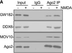 Western Blot: GW182 Antibody [NBP1-57134] - Ago2 association with GW182 in neuronal dendrites increases in response to NMDAR stimulationEndogenous Ago2‐GW182 & Ago2‐DDX6 interactions increase in response to NMDAR stimulation. Cortical neuronal cultures were exposed to NMDA or vehicle for 3 min, & lysates were prepared 10 min after NMDA washout & immunoprecipitated with Ago2 antibodies. Proteins were detected by Western blotting. Graph shows quantification of Ago2‐GW182 interaction, normalised to vehicle control; n = 5. *P < 0.05; ***P < 0.001; t‐test; mean ± SEM.Analysis of endogenous Ago2‐GW182 co‐localisation in cortical neuronal cultures. Cortical neuronal cultures were exposed to NMDA or vehicle for 3 min, fixed 10 min after NMDA washout, permeabilised & co‐stained with Ago2 & GW182 antibodies. Representative whole‐cell images are shown. Scale bar = 50 μm.Endogenous GW182‐Ago2 co‐localisation increases in response to NMDAR stimulation in neuronal dendrites. Images show dendrites taken from boxed region in (B), above. Graph shows Pearson's co‐localisation coefficients; n = 4 independent experiments (18–24 cells per condition). *P < 0.05, t‐test. Scale bar = 10 μm. Mean ± SEM.Line‐scan analyses of Ago2 & GW182 fluorescence intensities in control & NMDA‐stimulated dendrites shown in (C).NMDAR stimulation has no effect on endogenous Ago2‐GW182 co‐localisation in neuronal cell bodies. Images show cell bodies taken from boxed region in (B). Graph shows Pearson's co‐localisation coefficients; n = 4 independent experiments (18–20 cells per condition), t‐test. Scale bar = 10 μm. Mean ± SEM.Source data are available online for this figure. Image collected & cropped by CiteAb from the following publication (//pubmed.ncbi.nlm.nih.gov/29712715), licensed under a CC-BY license. Not internally tested by Novus Biologicals.