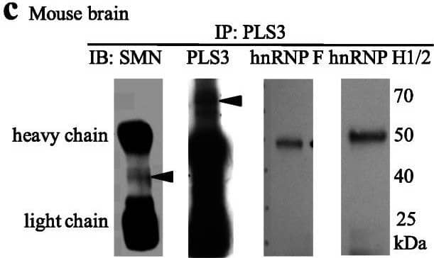 Western Blot: hnRNP F Antibody [NBP1-57273] - SMN, PLS3, hnRNP F, & hnRNP H1/2 associate in a large complex. a SMN & PLS3 independently associated with hnRNP H1/2 based on co-immunoprecipitation from HEK293T cells transfected with tagged proteins. b Endogenous PLS3, hnRNP F, & hnRNP H 1/2 associated with SMN in mouse brain extracts, based on immunoprecipitation with antisera against endogenous SMN protein. Arrowheads indicate the band of interest in blots with multiple bands. Heavy & light chain bands are labeled when present. c Endogenous SMN, hnRNP F, & hnRNP H1/2 associated with endogenous PLS3 using the same approach outlined in b. Arrowheads indicate the band of interest in blots with multiple bands. Heavy & light chain bands are labeled when present. IP on endogenous mouse brain extract was done from 3 independent brain extractions & preparations. d Size fractionation studies of whole cell lysates from HEK293T cells showed that actin, SMN, PLS3, & hnRNP F and/or H1/2 proteins co-fractionate in complexes of the indicated size (bracket), although the bulk of hnRNP F/H1/2 protein is in other smaller complexes. HEK293T cells were transfected with PLS3-Flag, & hnRNP F-GFP, endogenous hnRNP H1/2, actin, & SMN were detected using antisera Image collected & cropped by CiteAb from the following publication (//pubmed.ncbi.nlm.nih.gov/32938453), licensed under a CC-BY license. Not internally tested by Novus Biologicals.