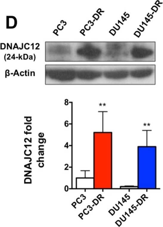 Western Blot DNAJC12 Antibody