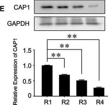 CAP1 is down‐regulated during terminal erythroid differentiation. A, A representative diagram of erythroid populations in E14.5 foetal livers, analysed by flow cytometry with antibodies against CD71 and Ter119. B‐D, R1 to R4 cell populations showed in (A) were sorted by flow cytometry. The mRNA levels of  beta ‐globin (B), pri‐miR‐144/451 (C) and Cap1 (D) were then determined by real‐time RT‐PCR assays. 18S (B & D) or U6 (C) rRNAs were used as the internal reference controls. E, Western blotting analyses of CAP1 protein levels in R1 to R4 cell populations. F, Gross view of the cell pellets from D0 and D2 in vitro differentiated foetal liver erythroid cells. G, D0 and D2 in vitro cultured foetal liver cells were stained with APC‐Ter119 and Hoechst 33342. Representative plots of flow cytometry were shown on the left and averaged percentage of Ter119high/Hoechstlow population from 3 independent experiments on the right. H, Relative expression levels of  beta ‐globin, pri‐miR‐144/451 and Cap1 from D0 and D2 in vitro cultured foetal liver cells. B‐D, E, G, H, All data are presented as mean +/- SEM from at least three biological replicates (*P < .05; **P < .01; ***P < .001) Image collected and cropped by CiteAb from the following open publication (//pubmed.ncbi.nlm.nih.gov/33496386), licensed under a CC-BY license. Not internally tested by Novus Biologicals.