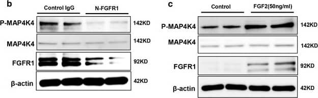 Western Blot HGK/MAP4K4 Antibody - BSA Free