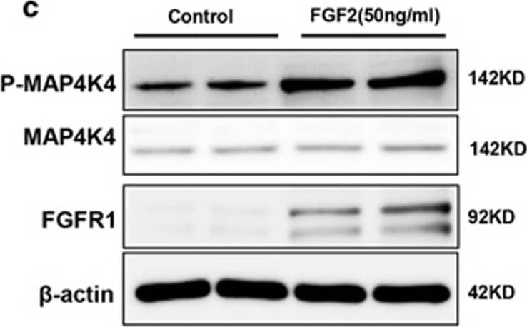 Western Blot HGK/MAP4K4 Antibody - BSA Free