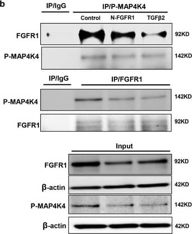 Western Blot HGK/MAP4K4 Antibody - BSA Free