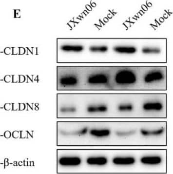 Western Blot Claudin-8 Antibody - BSA Free
