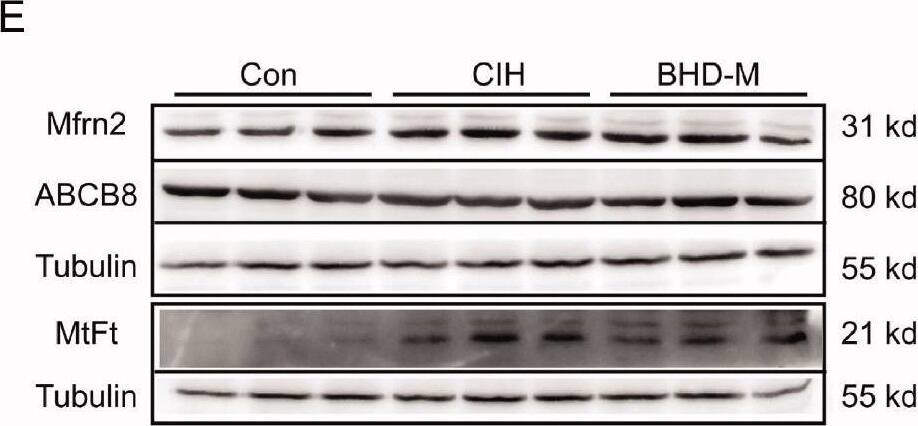 Western Blot SLC25A28 Antibody - BSA Free