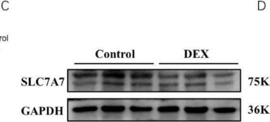 Western Blot SLC7A7 Antibody - BSA Free
