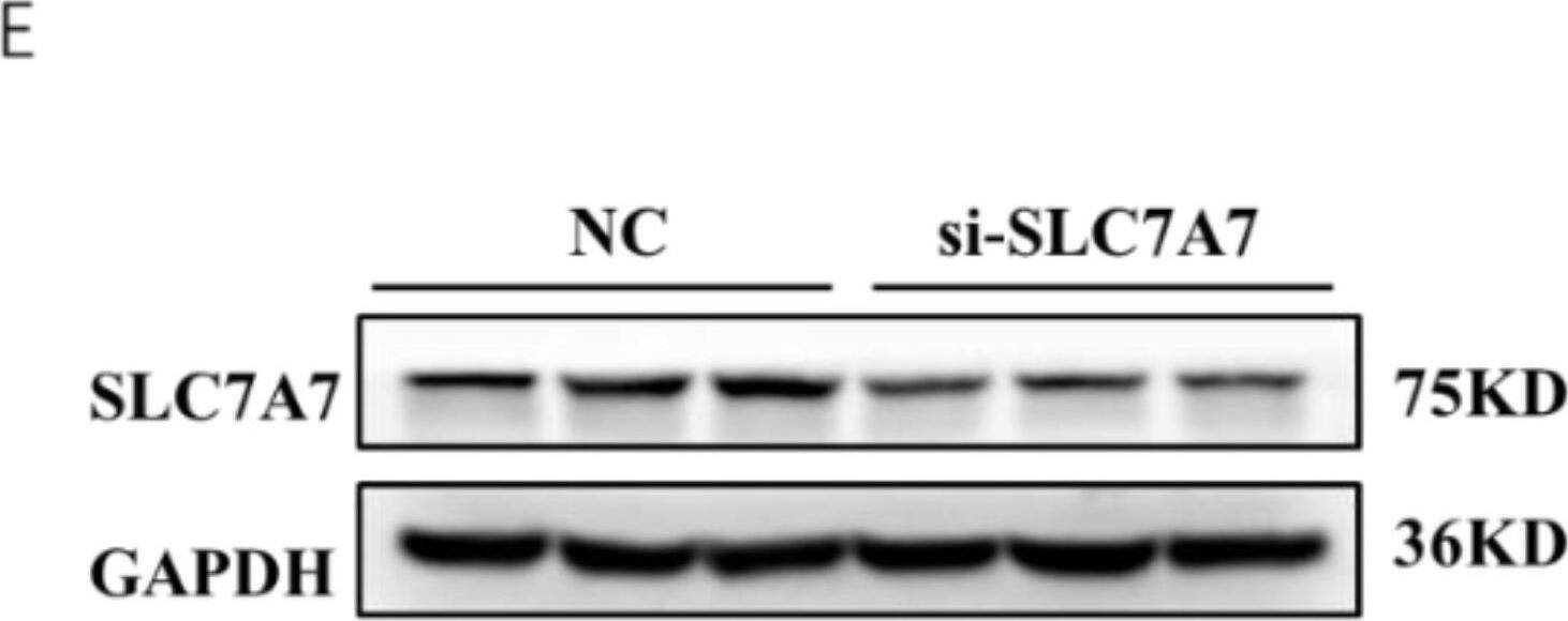 Western Blot SLC7A7 Antibody - BSA Free