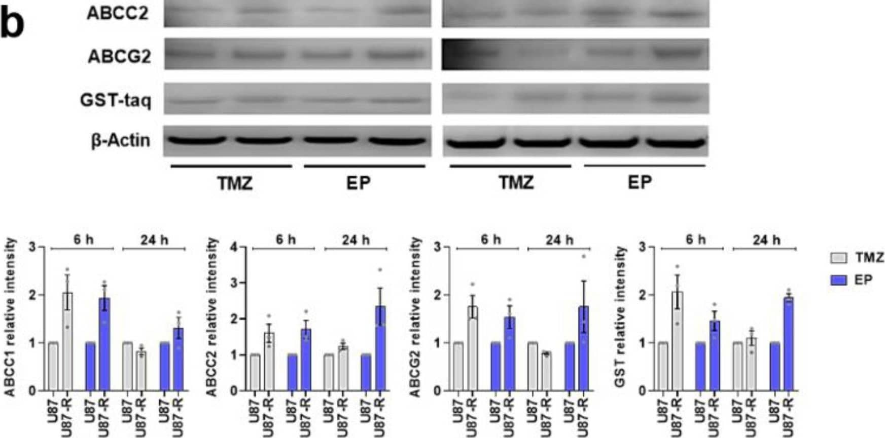 Western Blot MRP2 Antibody - BSA Free
