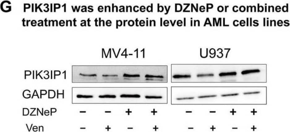 Western Blot PIK3IP1 Antibody - BSA Free
