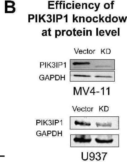 Western Blot PIK3IP1 Antibody - BSA Free