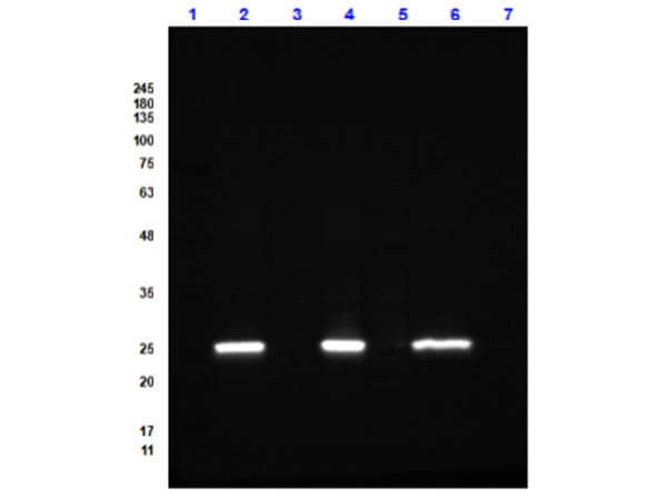 Western Bot of Goat Anti-GFP (GOAT) Antibody DyLight(TM) 488 Conjugated. Lane 1: Opal Prestained Molecular Weight Marker 