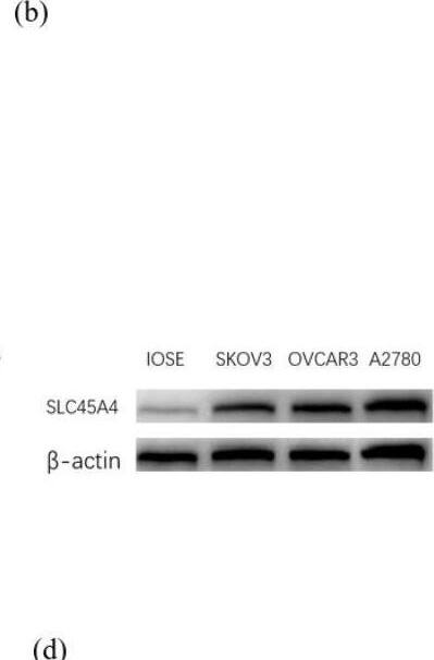 Western Blot SLC45A4 Antibody