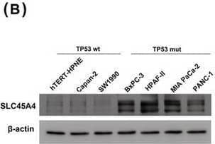 Western Blot SLC45A4 Antibody