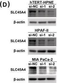 Western Blot SLC45A4 Antibody