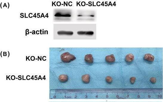 Western Blot SLC45A4 Antibody