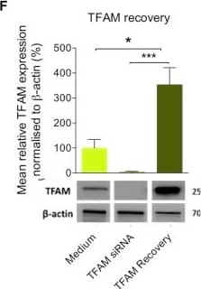 Western Blot: mtTFA Antibody (18G102B2E11) [NBP1-71648] - MtDNA depletion & reversible impaired immune functions in THP-1 cells. A & B, Treatment with 50 ng/mL ethidium bromide (EtBr) for 8 weeks. A, MtDNA levels. B, LPS-induced TNF-alpha  & IL-8 release. C-E, Transfection with 30 nmol/L negative or TFAM siRNA for 8 days. C, TFAM protein relative to  beta -actin. D, MtDNA levels. E, LPS-induced TNF-alpha  & IL-8 release. F-H, TFAM recovery 8 days after removal of TFAM siRNA. F, TFAM protein relative  beta -actin. G, MtDNA levels. H, LPS-induced TNF-alpha  & IL-8 release. All experiments are presented as means ± SD of 3 to 4 independent biological replicates. *P < .05, **P < .01, & ***P < .001. Image collected & cropped by CiteAb from the following publication (//pubmed.ncbi.nlm.nih.gov/28629747), licensed under a CC-BY license. Not internally tested by Novus Biologicals.