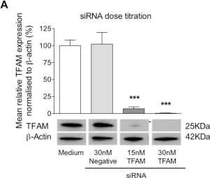 Western Blot: mtTFA Antibody (18G102B2E11) [NBP1-71648] - MtDNA depletion & impaired immune functions & subsequent recovery in THP-1 cells following transfection with TFAM siRNA. A-G, Transfection with TFAM siRNA. A, TFAM proteins levels relative to  beta -actin during titration of TFAM siRNA, showing optimal knockdown of TFAM protein after transfection of THP-1 cells with 30 nmol/L siRNA for 8 days. B, Cell viability. C, Cell proliferation. D, The levels of the MT-CO1 & SDHA proteins relative to  beta -actin. D, OCR for different aspects of mitochondrial respiration & respiratory profile. E, Phagocytosis of E coli. Recovery 8 days after removal of TFAM siRNA. F, Levels of the MT-CO1 & SDHA proteins relative to  beta -actin. G, Oxygen consumption for different aspects of mitochondrial respiration. H, Bacterial phagocytosis. All experiments were carried out on 3 to 4 independent biological replicates & are presented as means ± SD. **P < .01 & ***P < .001. Image collected & cropped by CiteAb from the following publication (//pubmed.ncbi.nlm.nih.gov/28629747), licensed under a CC-BY license. Not internally tested by Novus Biologicals.