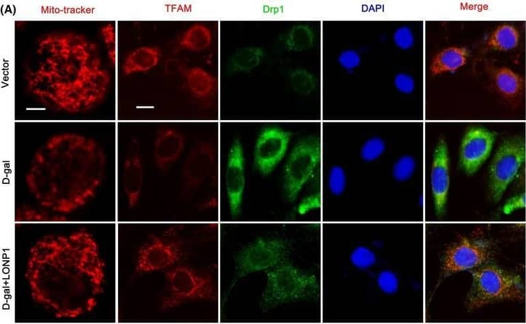 LONP1 attenuates D‐gal‐induced mitochondrial dysfunction in vitro. (A) Representative fluorescence micrographs obtained by MitoTracker deep red staining (scale bar = 10 μm) or double immunostaining of TFAM (red) and Drp1 (green), counterstained with DAPI (blue) (scale bar = 50 μm) in HK‐2 cells; (B, C) mtDNA levels and ATP content in the vector, D‐gal and D‐gal+LONP1 groups of HK‐2 cells; (D–H) the mitochondrial OCR in the vector, D‐gal and D‐gal+LONP1 groups of HK‐2 cells. **p < 0.01 versus the D‐gal group by one‐way ANOVA. LONP1, lon protease 1; TFAM, transcription factor A, mitochondrial; Drp1, dynamin related protein 1; DAPI, 4′,6‐diamidino‐2‐phenylindole; mtDNA, mitochondrial DNA; OCR, oxygen consumption rate; ANOVA, analysis of variance. Image collected and cropped by CiteAb from the following open publication (//pubmed.ncbi.nlm.nih.gov/39261902), licensed under a CC-BY license. Not internally tested by Novus Biologicals.
