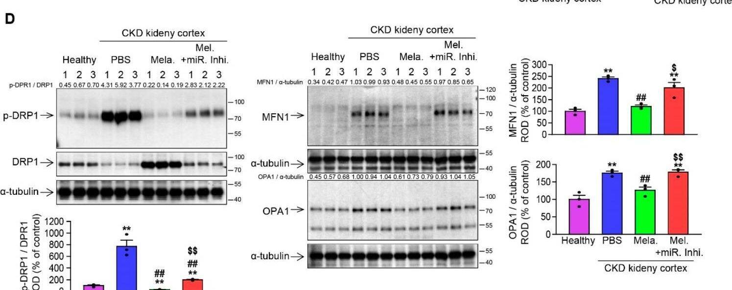 Western Blot OPA1 Antibody (1E8-1D9) - BSA Free