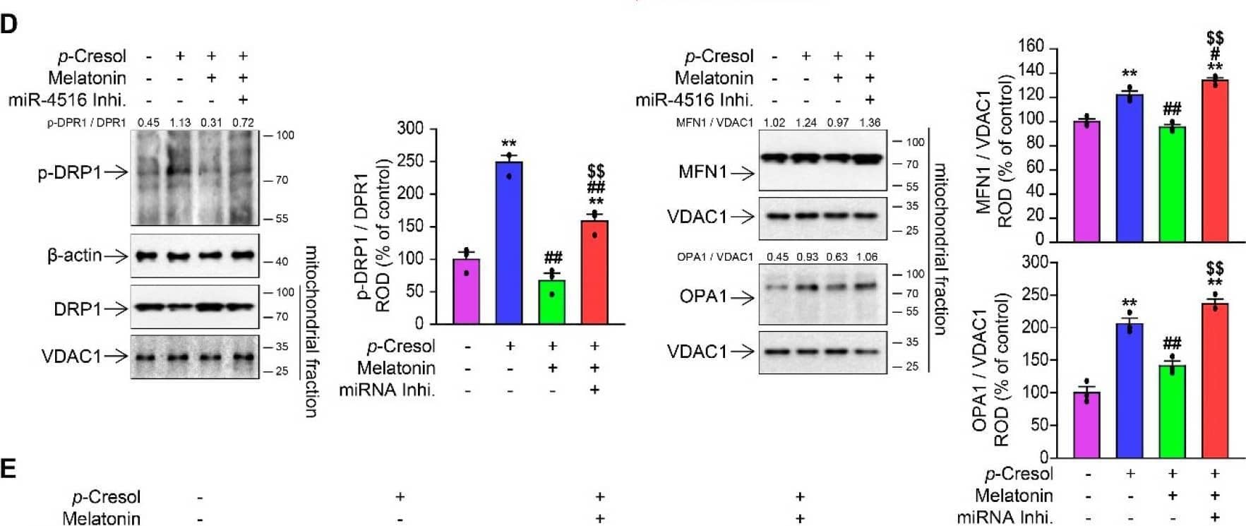Western Blot OPA1 Antibody (1E8-1D9) - BSA Free