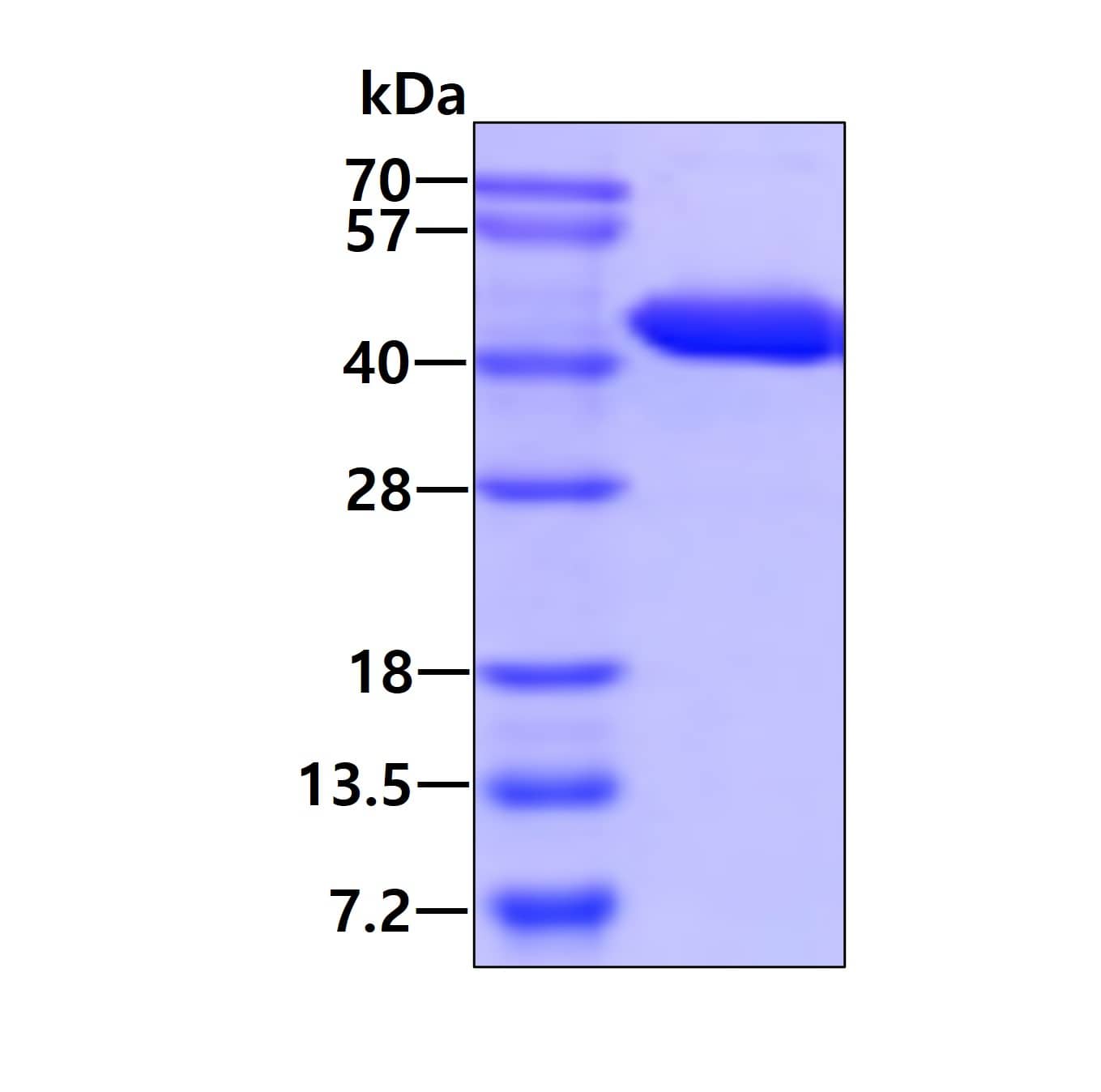 SDS-Page: G protein alpha inhibitor 1 Protein [NBP1-72466] - 3ug by SDS-PAGE under reducing condition and visualized by coomassie blue stain.