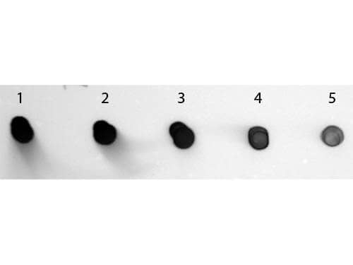 Dot Blot of Sheep anti-Human IgG Antibody Alkaline Phosphatase Conjugated.  Antigen: Human IgG.  Load: Lane 1 - 200 ng Lane 2 - 66.67 ng Lane 3 - 22.22 ng Lane 4 - 7.41 ng Lane 5 - 2.47 ng. Primary antibody: none. Secondary antibody: Sheep anti-Sheep anti-Human IgG (H+L) Secondary Antibody [Alkaline Phosphatase]at 1:1,000 for 60 min at RT. Block for 60 min at RT. Visualized using NBT-100 Alkaline Phosphatase Substrate for 30 seconds at RT.