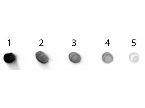 Dot Blot of Goat anti-Human IgG Antibody Alkaline Phosphatase Conjugated Pre-Absorbed.  Antigen: Human IgG. Load: Lane 1 - 200 ng Lane 2 - 66.7 ng Lane 3 - 22.2 ng Lane 4 - 7.41 ng Lane 5 - 2.47 ng. Primary antibody: n/a. Secondary antibody: Goat anti-Goat anti-Human IgG (H+L) Secondary Antibody [Alkaline Phosphatase] (Pre-adsorbed)at 1:1,000 for 1 HR at RT. Block for 1 HR at RT.