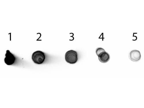 Dot Blot of Rabbit anti-Mouse IgG2b Antibody Alkaline Phosphatase Conjugated.  Antigen: Mouse IgG2b. Load: Lane 1 - 200 ng Lane 2 - 66.7 ng Lane 3 - 22.2 ng Lane 4 - 7.41 ng Lane 5 - 2.47 ng. Primary antibody: n/a. Secondary antibody: Rabbit anti-Rabbit anti-Mouse IgG2b Heavy Chain Secondary Antibody [Alkaline Phosphatase]at 1:1,000 for 1 HR at RT. Block for 1 HR at RT.