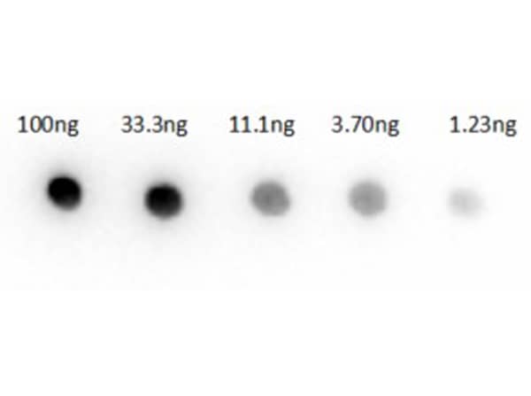 Dot Blot Results of Goat anti-Rabbit IgG (H+L) Secondary Antibody. Rabbit IgG samples loaded 100ng, 33.3ng, 11.1ng, 3.70ng, 1.23ng. Primary Antibody: Goat Anti-Rabbit IgG Antibody at 1.0µg/mL for 60mins at RT. Secondary Antibody: Donkey Anti-Goat IgG Peroxidase Conjugate at 1:40,000 for 30mins at RT. Blocking Buffer for 60mins at RT. 