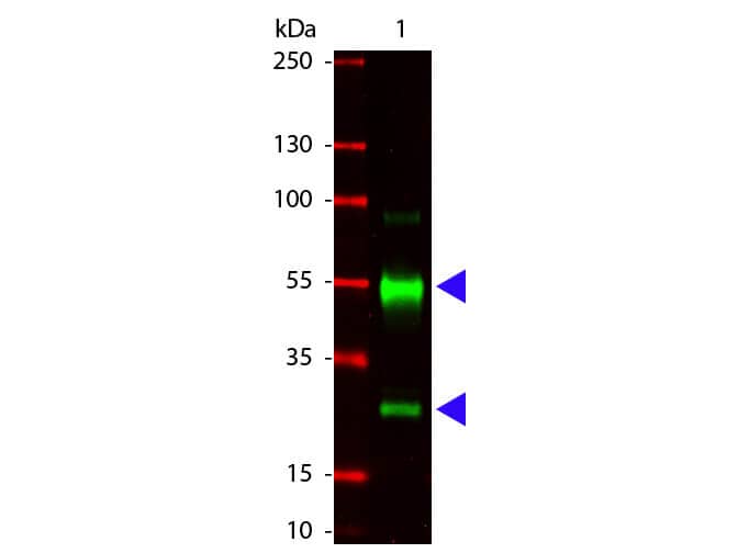 Western Blot of Goat anti-Swine IgG antibody.  Lane 1: Swine IgG 