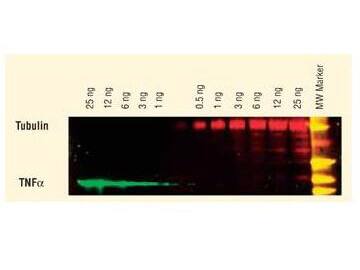 DyLight(TM) dyes can be used for two-color western blot detection with low background and high signal. Anti-tubulin was detected using a DyLight(TM) 549 conjugate. Anti-TNFa was detected using a DyLight(TM) 649 conjugate. The image was captured using the Typhoon(TM) 9410 Imaging System.