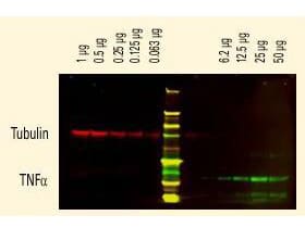 DyLight(TM) dyes can be used for two-color Western Blot detection with low background and high signal.  Anti-tubulin was detected using a DyLight(TM) 680 conjugate.  Anti-TNFa was detected using a DyLight(TM) 800 conjugate. The image was captured using the Odyssey(R) Infrared Imaging System developed by LI-COR.