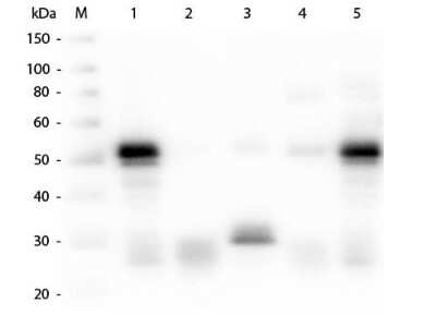 Western Blot of Goat anti-Rabbit IgG (H+L) Secondary antibody [DyLight 488]. Lane M: 3 ul Molecular Ladder. Lane 1: Rabbit IgG whole molecule. Lane 2: Rabbit IgG F(ab) Fragment. Lane 3: Rabbit IgG F(c) Fragment. Lane 4: Rabbit IgM Whole Molecule. Lane 5: Normal Rabbit Serum. All samples were reduced. Load: 50 ng per lane. Block for 30 min at RT. Primary Antibody: Goat anti-Rabbit IgG (H+L) Secondary antibody [DyLight 488] 1:1,000 for 60 min at RT. Secondary antibody: Anti-Goat IgG (DONKEY) Peroxidase Conjugated Antibody 1:40,000 in blocking buffer for 30 min at RT. Predicted/Obsevered Size: 25 and 50 kDa for Rabbit IgG and Serum, 25 kDa for F(c) and F(ab), 70 and 23 kDa for IgM. Rabbit F(c) migrates slightly higher.