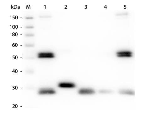 Western Blot of Goat anti-Rat IgG (H+L) Secondary Antibody [DyLight 680] (Pre-adsorbed) 