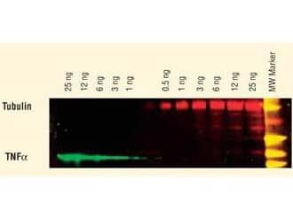 DyLight(TM) dyes can be used for two-color Western Blot detection with low background and high signal.  Anti-tubulin was detected using a DyLight(TM) 549 conjugate.  Anti-TNFa was detected using a DyLight(TM) 649 conjugate. The image was captured using the Typhoon(TM) 9410 Imaging System.