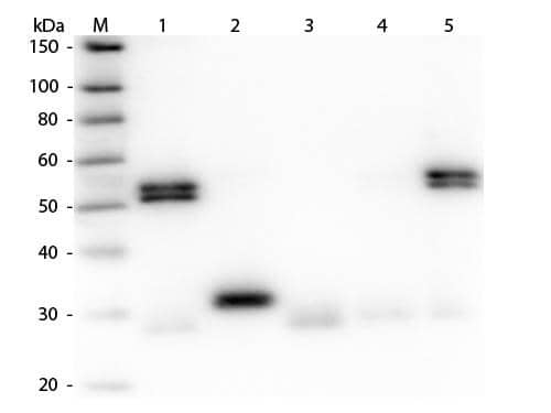 Western Blot of Goat anti-Rat IgG (H+L) Secondary Antibody [Biotin] (Pre-adsorbed) 