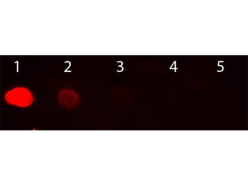 Dot Blot of Goat anti-Human IgG Fc Antibody Rhodamine Conjugated.  Antigen: Human IgG.  Load: Lane 1 - 100 ng Lane 2 - 33.3 ng Lane 3 - 11.1 ng Lane 4 - 3.70 ng Lane 5 - 1.23 ng. Primary antibody: n/a. Secondary antibody: Goat anti-Goat anti-Human IgG Fc Secondary Antibody [Rhodamine] (Pre-adsorbed)at 1:1,000 for 60 min at RT. Block for 1 HR at RT.
