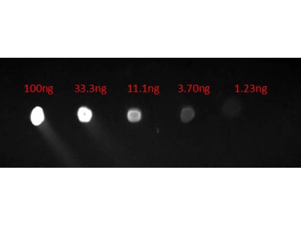 Dot Blot of Goat anti-Human IgG Fc Secondary Antibody [FITC] (Pre-adsorbed). Lane 1: 100ng. Lane 2: 33.3ng. Lane 3: 11.1ng. Lane 4: 3.7ng. Lane 5: 1.23ng. Secondary Antibody: Goat Anti-Human F(c) FITC 1ug/mL. Blocking Buffer: BlockOut for 30 min at RT.